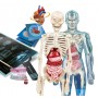 ANATOMIA SUPER (19299)
